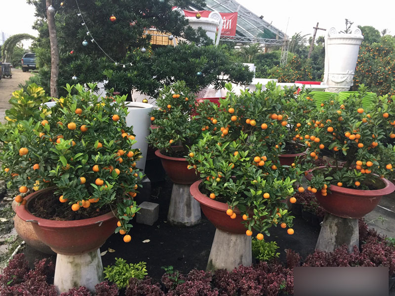 Một cây vàng không mua nổi cây quất trưng Tết tại vỉa hè Sài Gòn